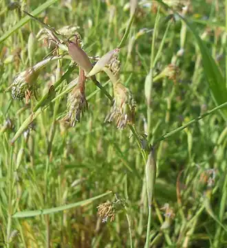 Description de l'image Cornucopiae cucullatum 23375888.jpg.