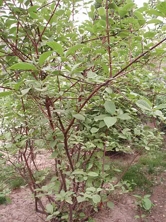 Description de cette image, également commentée ci-après