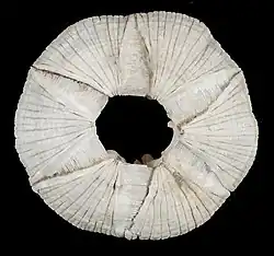 Cetopirus complanatus.