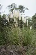 Photographie couleur de hautes herbes ayant à leur extrémité un une touffe blanche.