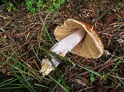 Cortinarius vanduzerensis - forme agaricoïde épigée