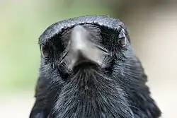 Gros plan sur la tête d'un oiseau noir, vu de face.