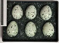 Œufs de choucas des tours.