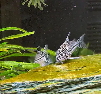 Description de cette image, également commentée ci-après