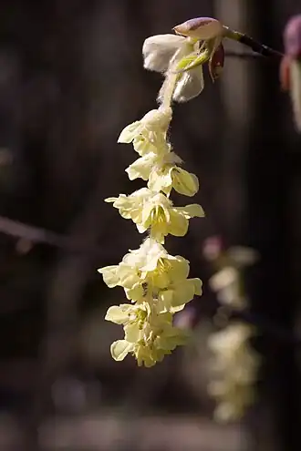 Description de l'image Corylopsis veitchiana fleur.jpg.