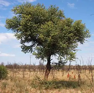 Description de l'image Corymbia setosa.jpg.