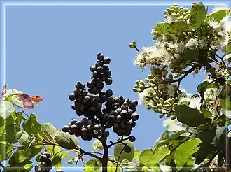 Description de l'image Corymbia torelliana.jpg.