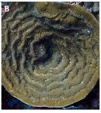 Description de l'image Coscinaraea marshae.png.