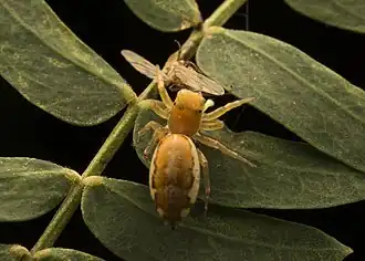 Description de l'image Cosmophasis lami 111208035.jpg.