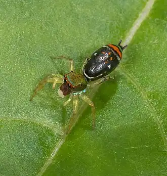 Description de l'image Cosmophasis valerieae 262756792.jpg.