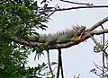 Iguana iguana