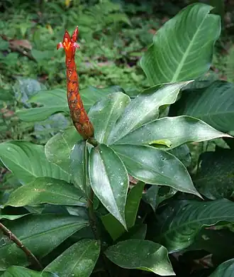 Description de l'image Costus pulverulentus 1.jpg.