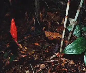 Description de l'image Costus stenophyllus 2.jpg.