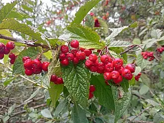 Description de l'image Cotoneaster bullatus fruit (02).jpg.