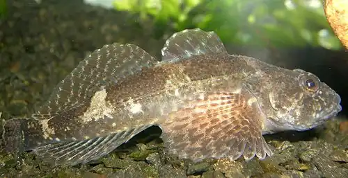 Chabot (Cottus gobio)