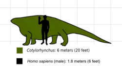 Silhouette de Cotylorhynchus hancocki comparé à un celle d’un humain.