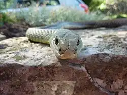 Une couleuvre de Montpellier, représentative des Garrigues, ici hors du parc à Lauroux (Hérault).