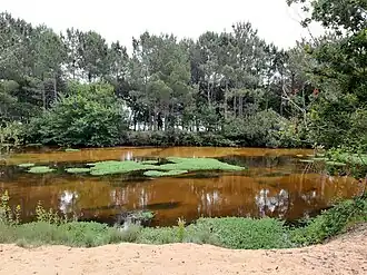 Image illustrative de l’article Courant de Sainte-Eulalie