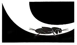 La courtilière creuse l'entrée de son terrier souterrain en forme de cône exponentiel ce qui lui donne l'effet d'un mégaphone.