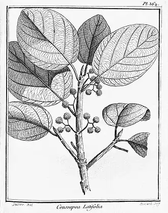 Coussapoa latifolia : Planche 362 accompagnant la description du genre Coussapoa par Aublet (1775)