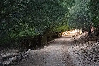 Image illustrative de l’article Forêt Baram