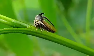 Oxyrachis tarandus (Oxyrhachinae)