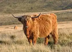Une Highland en pâturage.