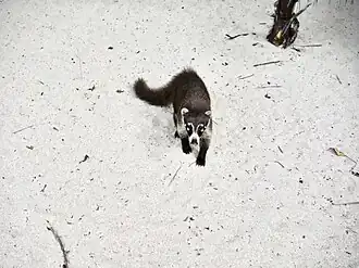 Description de l'image Cozumel Island Coati .jpg.