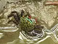 Crabe des mangroves