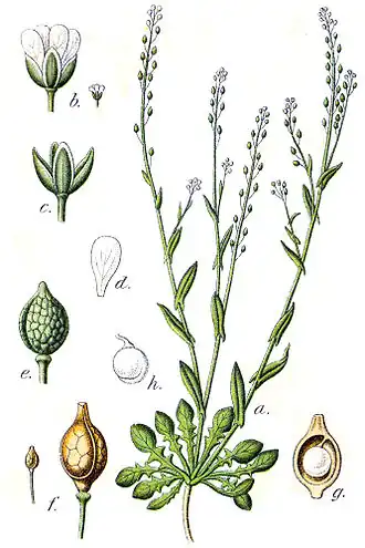 Description de l'image Crambe_corvini_Sturm31.jpg.