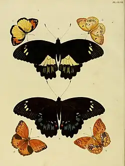 Papilio gambrisius mâle (avers en haut et revers en bas).