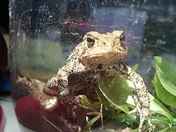 Une sorte de grenouille beige tachetée de noir et brun à la peau rugueuse, vue de face dans un terrarium