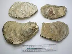 Crassostrea ingens (fossile, renommé en Magallana ingens (Zittel, 1865) †)