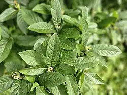 Rameau avec des fruits en formation.