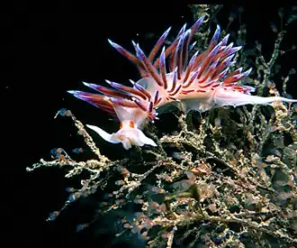 Hervia pèlerine (Cratena peregrina), un nudibranche.