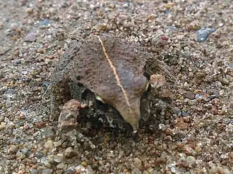 Description de l'image Craugastor occidentalis.jpg.