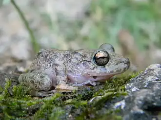 Description de l'image Craugastor pozo.jpeg.