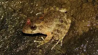 Description de l'image Craugastor taurus 60257303 (cropped).jpg.