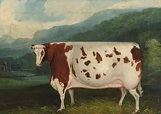 La Craven Heifer&nbsp;(en), légendaire pour son poids et comparable à la Airedale Heifer. Artiste inconnu, 1811.
