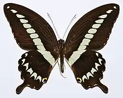 Papilio gigon gigon (avers)