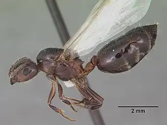 Description de l'image Crematogaster pilosa casent0103803 profile 1.jpg.
