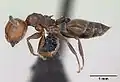 Crematogaster scutellaris