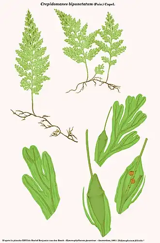 Crepidomanes bipunctatum