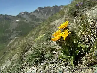 Description de l'image Crepis-rhaetica-Piz-Val-Gronda.jpg.