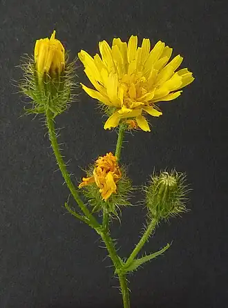 Description de l'image Crepis setosa inflorescence (05).jpg.