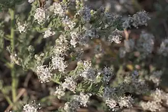 Description de l'image Cressa cretica L. (50881120287).jpg.