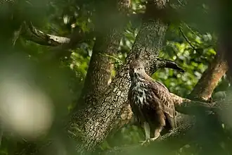 Baza huppé du sanctuaire de la vie sauvage de la Cauvery en Inde