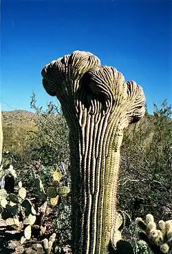 Saguaro cristé