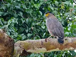 Spilornis cheela