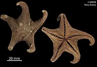 Perknaster fuscus (MNHN).